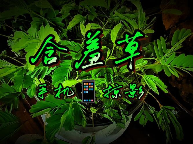 根据小视频app下载地址，生成的SEO标题如下：

**小视频app官方下载地址2024最新版，免费安装短视频软件，高清流畅视频播放器推荐**